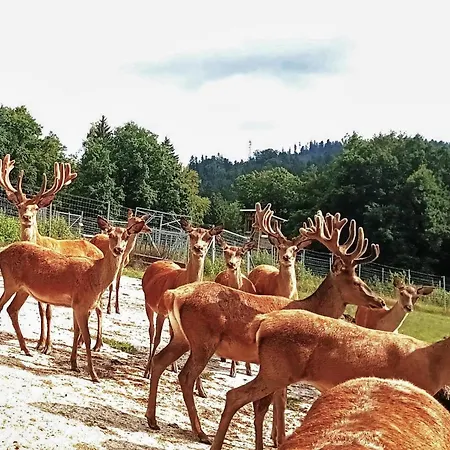 Max Appartamento Waldkirchen